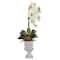 2ft. Phalaenopsis Orchid & Succulent Arrangement in Urn